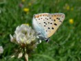 /album/natur/a29-2-jpg/